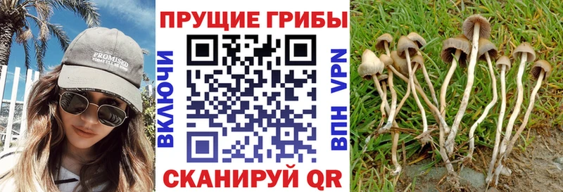 Галлюциногенные грибы GOLDEN TEACHER  Купить  Камешково 